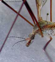 Un primo piano di una tipula
