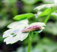 Larva sul prezzemolo in compagnia di afidi