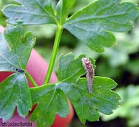 Larva sul prezzemolo