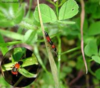 Paederus riparius stafillide rosso-nero