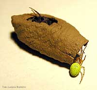 Cella con ragnetto paralizzato