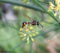 Vespa Eumenes Poliformis