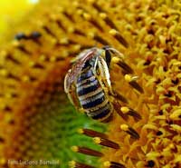 Ape sul girasole