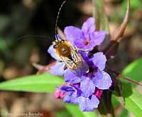 Ape anthophoridae con le antenne lunghe