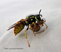  Vespa Germanica
