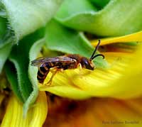Vespide su girasole
