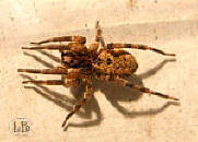 Zoropsis spinimana