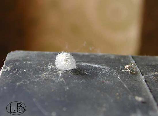 cocoon di steatoda triangulosa