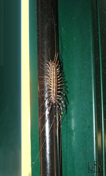 Scutigera coleoptrata