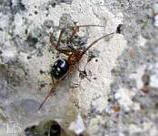 piccolo ragno steatoda