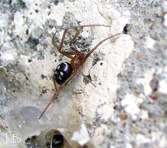 Piccolo ragno steatoda