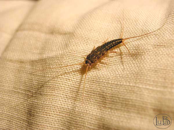 Thermobia su un cuscino