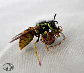 vespula germanica