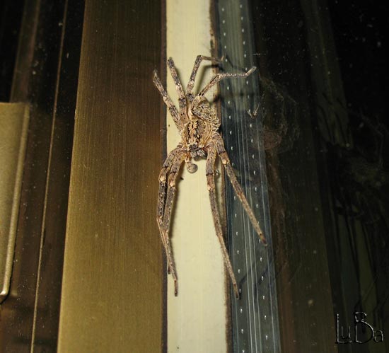 Zoropsis spinimana maschio