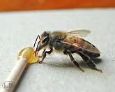 apis mellifera