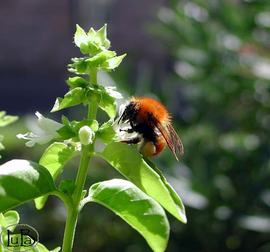 Chrysomelidae