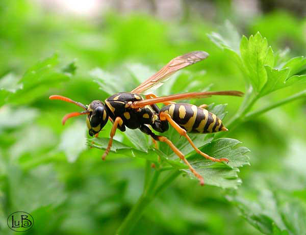 Vespa Polites sp. tra il prezzemolo
