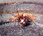 Steatoda triangulosa