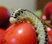 Larva di imenottero - specie cimbicide 