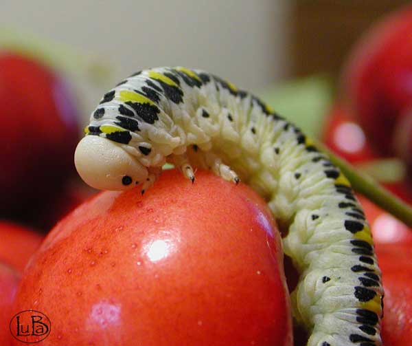 Larva di imenottero sulle ciliege