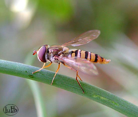 Episyrphus balteatus