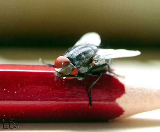 mosca su lapis