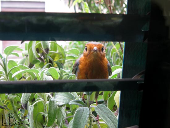 il pettirosso