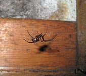 ragno Steatoda