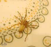 ragno sulle mattonelle del bagno