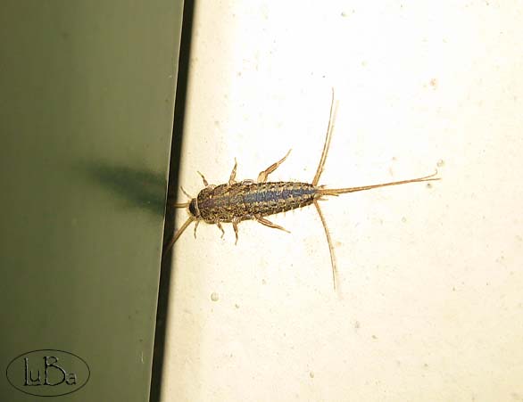 Thysanura