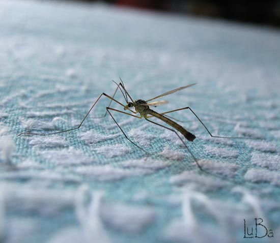 Dittero Tipula