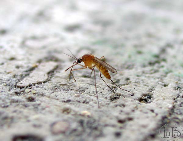 Dittero cucilidae- zanzara