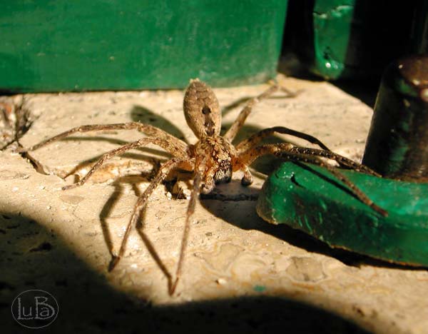 Zoropsis spinimana maschio fotografato una sera sulla finestra