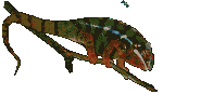 gif camaleonte