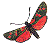 falena gif