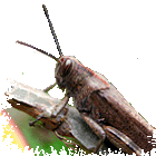 locusta gif