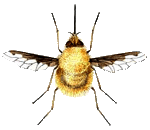 bombyliuis gif