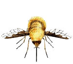 bombyliuis gif