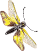 gif Libelloides