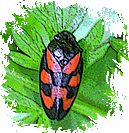 cercopite gif
