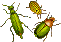insetti