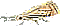 falene