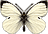 farfalla gif