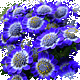 fiore blu gif