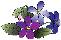 fiori di viola