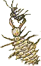formicaleone gif