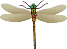 libellula gif