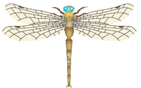 libellula gif