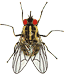mosca gif