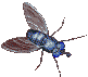 mosca gif